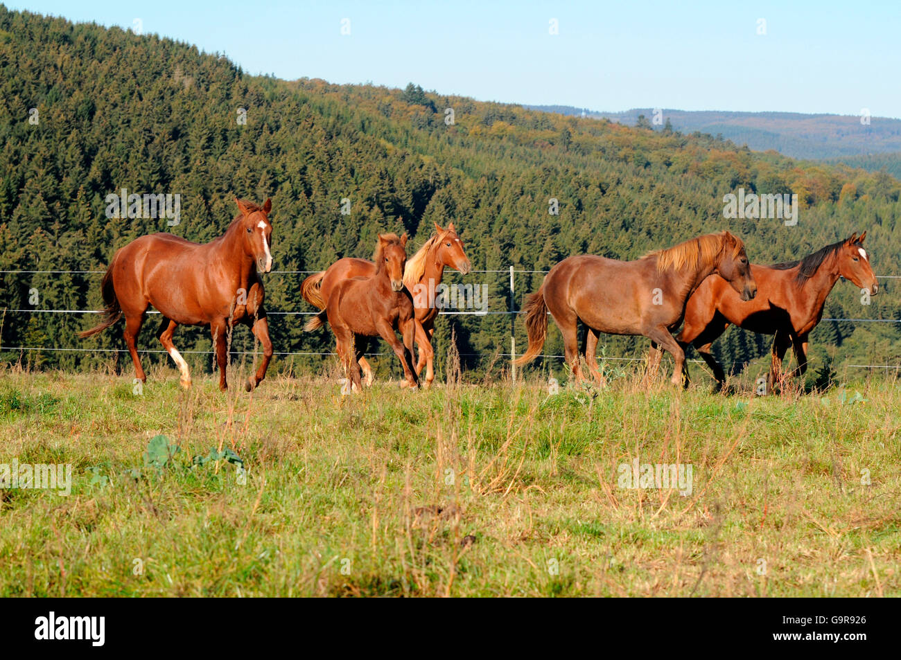 Quarter Horses, fattrici e puledri Foto Stock