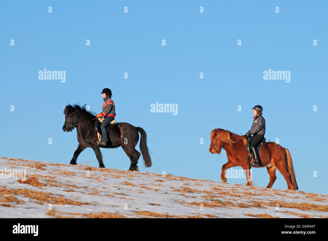 Sentiero equitazione con cavalli islandesi Foto Stock