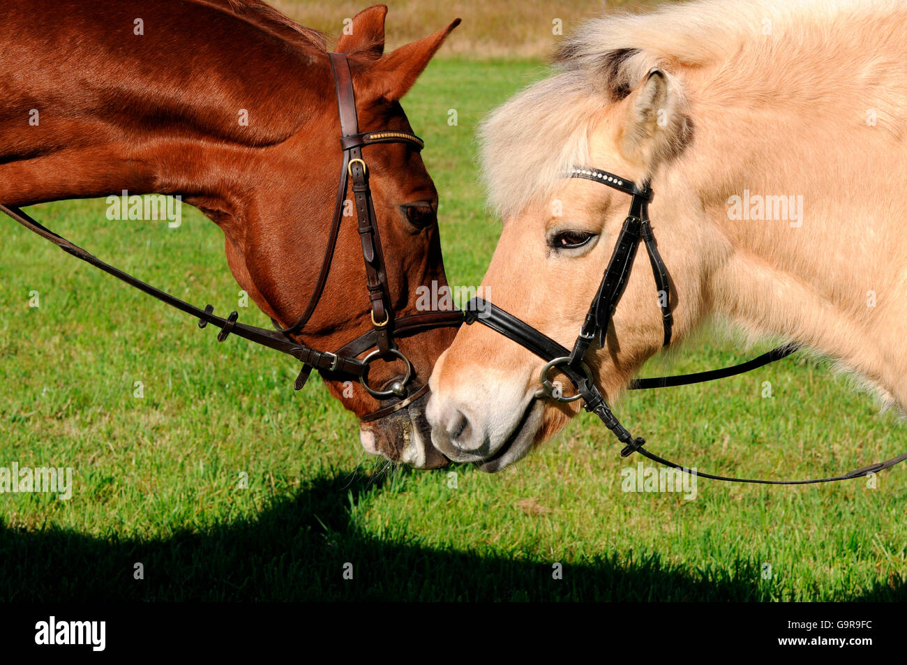 Warmblood tedesco e norvegese cavallo / briglia, laterale Foto Stock