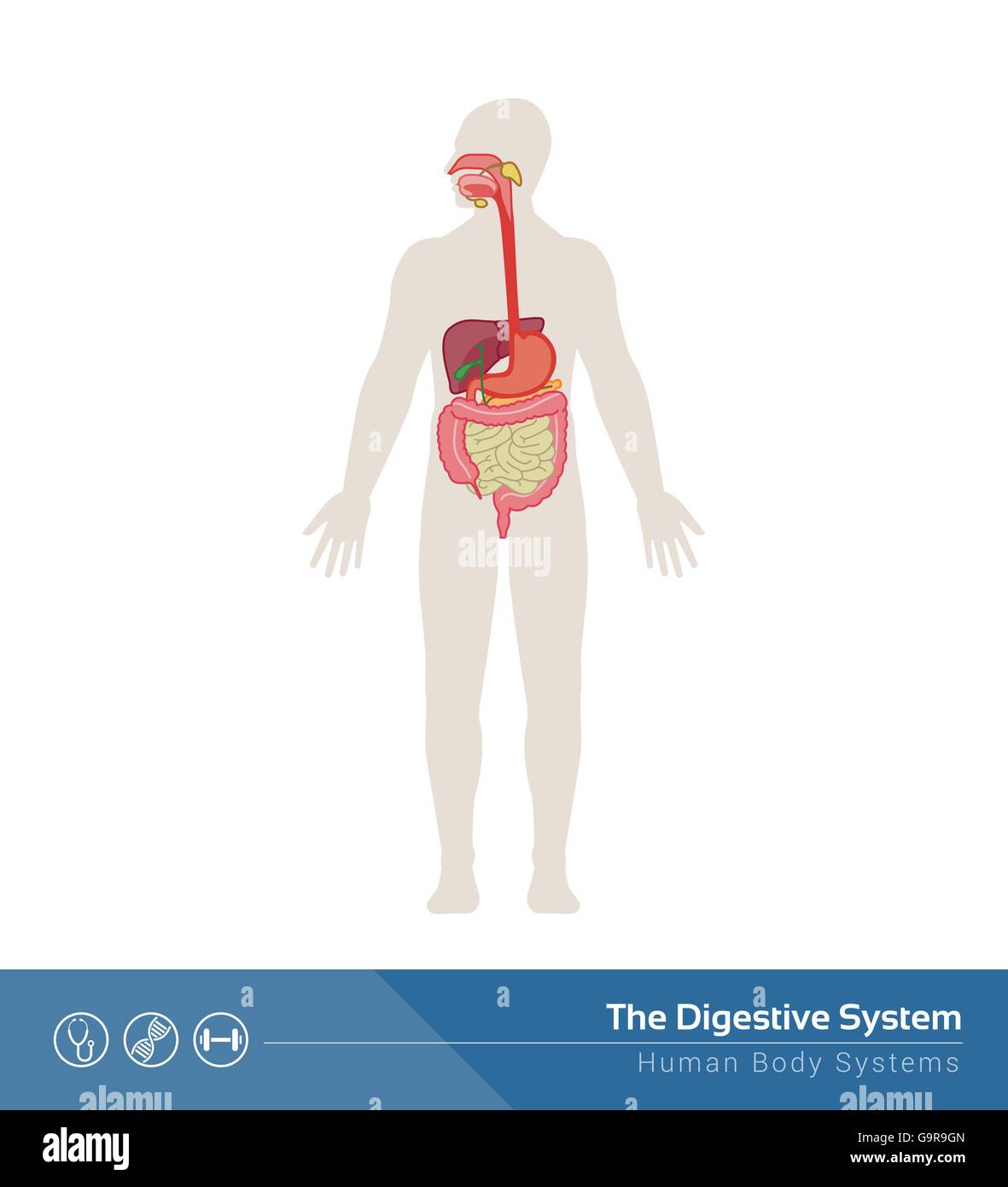 L'apparato digestivo umano Illustrazione medica con organi interni Illustrazione Vettoriale