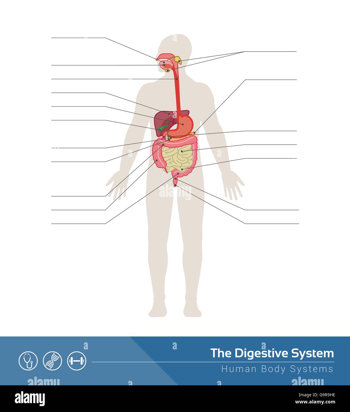 L'apparato digestivo umano Illustrazione medica con organi interni Illustrazione Vettoriale