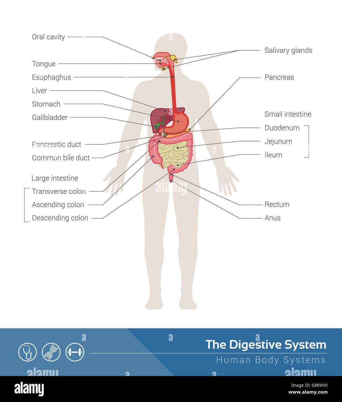 L'apparato digestivo umano Illustrazione medica con organi interni Illustrazione Vettoriale