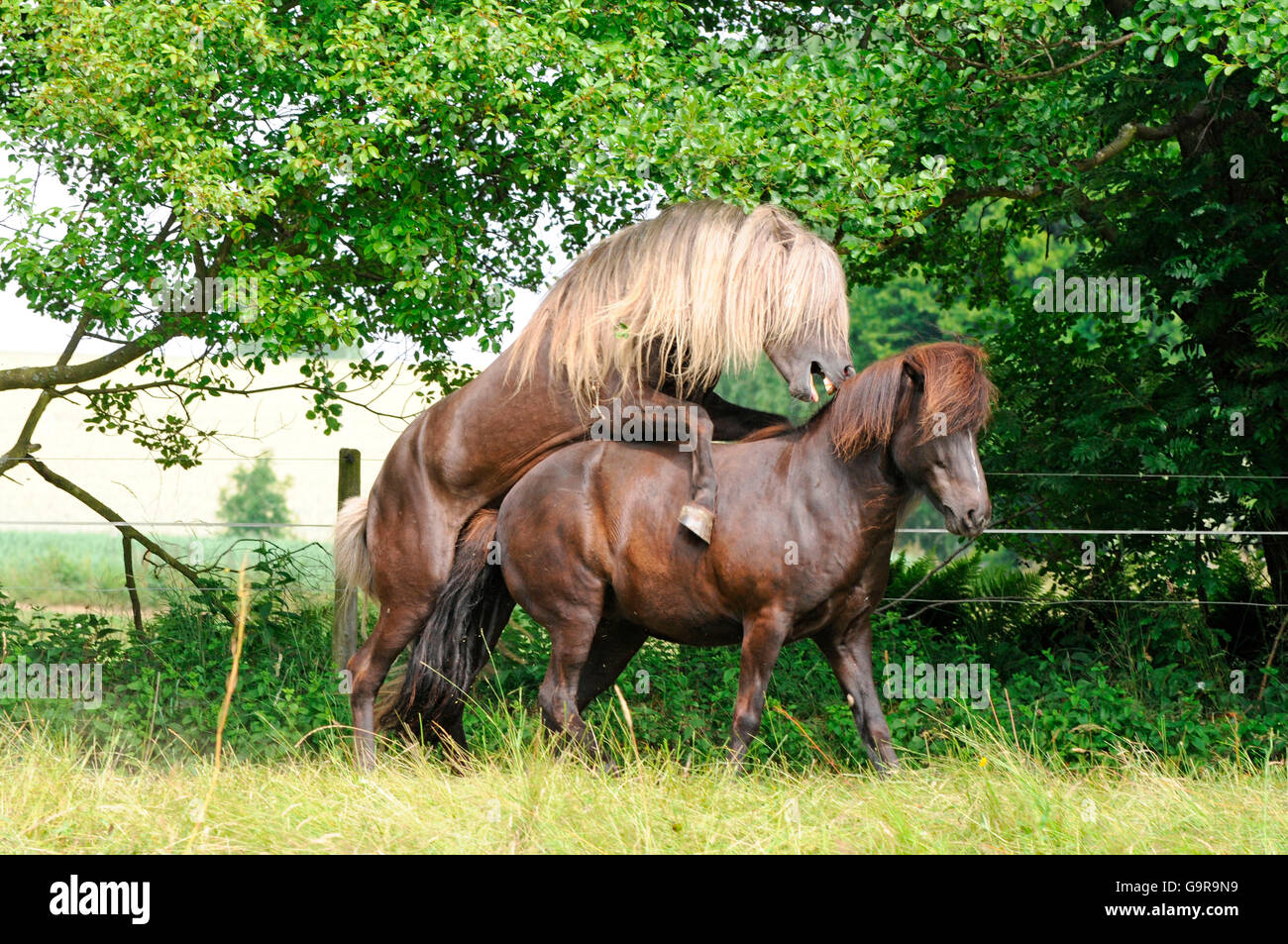Horse mating not dog not seal immagini e fotografie stock ad alta  risoluzione - Alamy