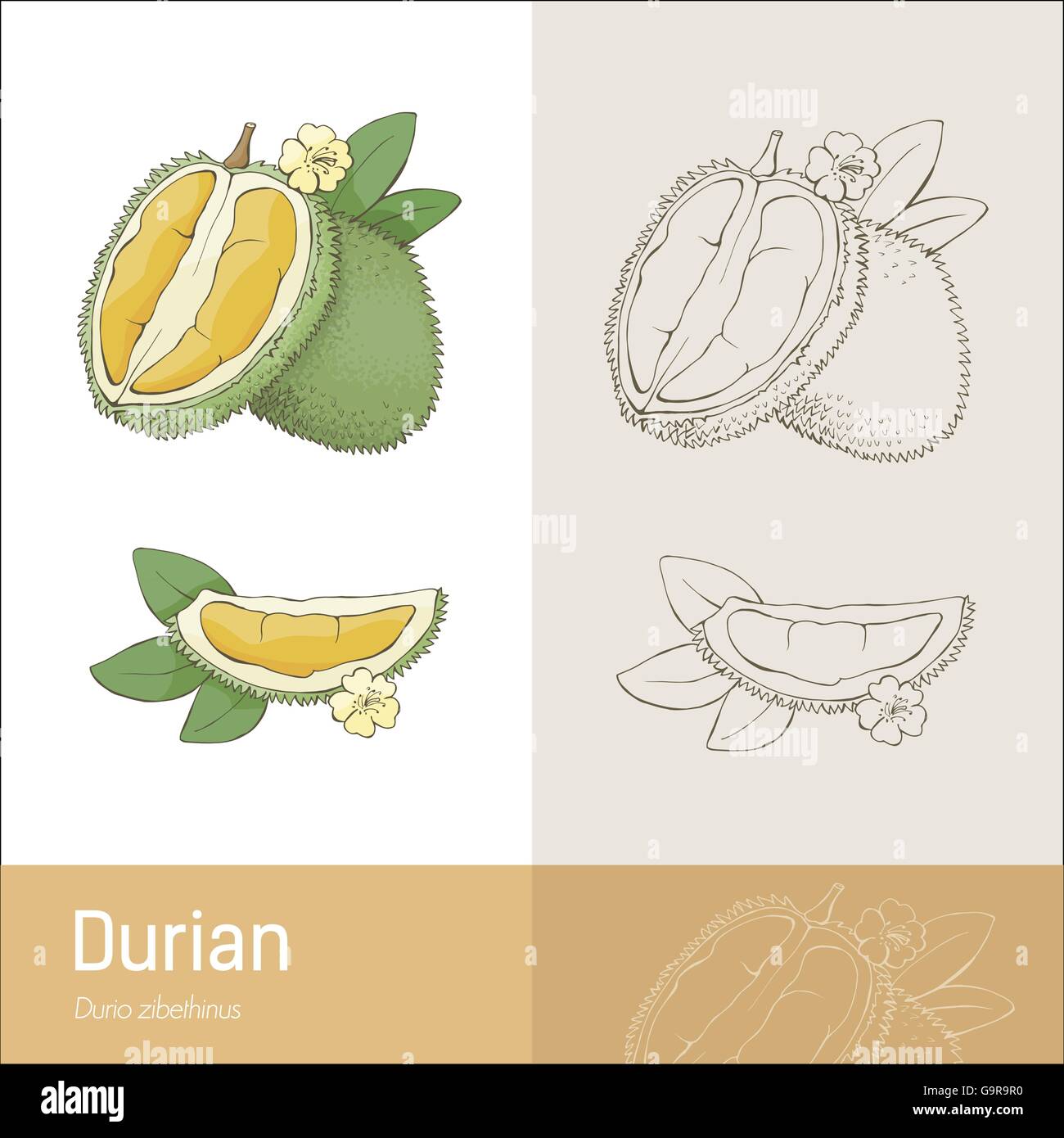 Frutta Durian con sezione, foglie e fiori, disegno botanico Illustrazione Vettoriale