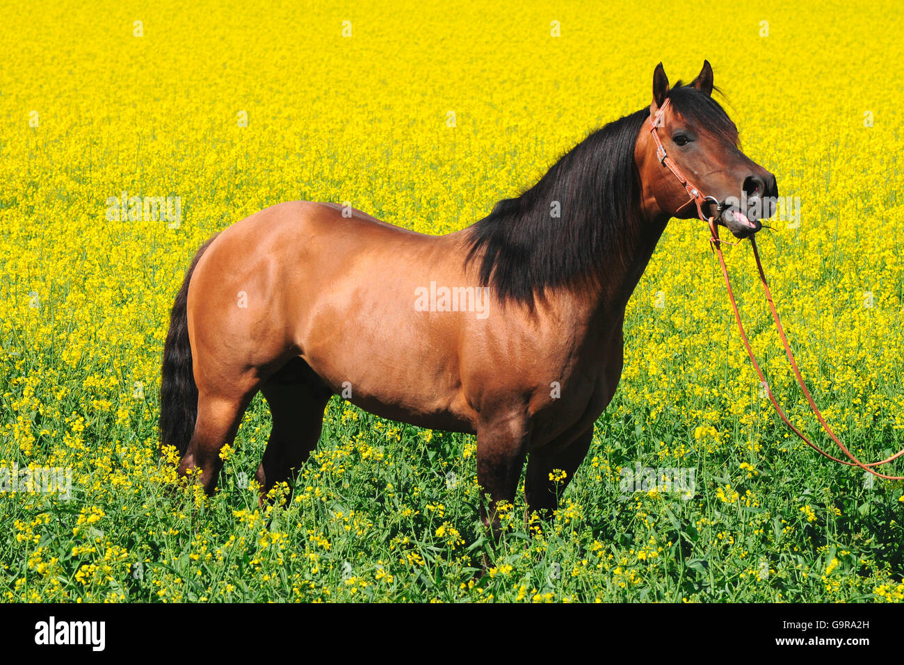 American Quarter Horse, stallone / dun Foto Stock