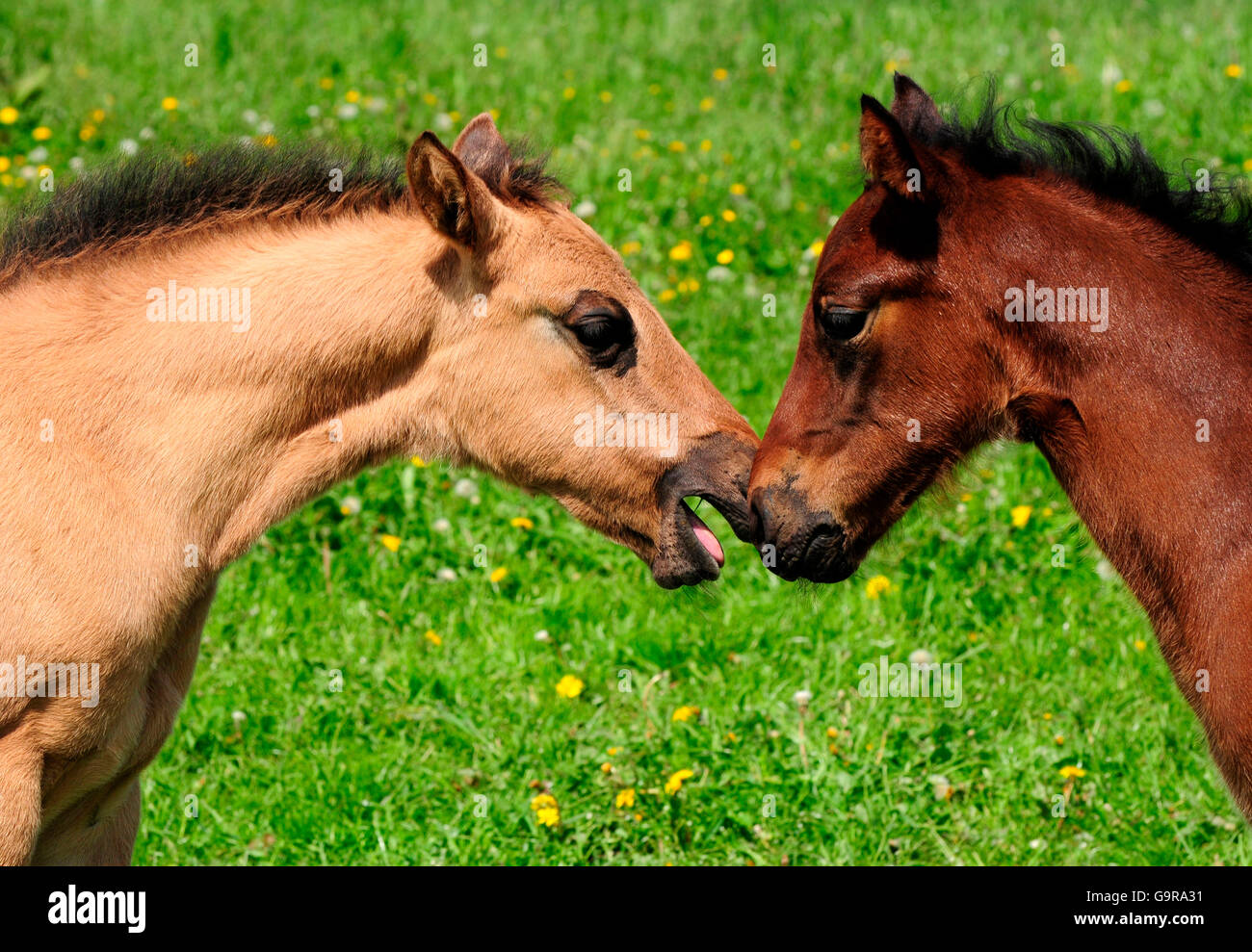 American Quarter Horses, puledri / laterale Foto Stock