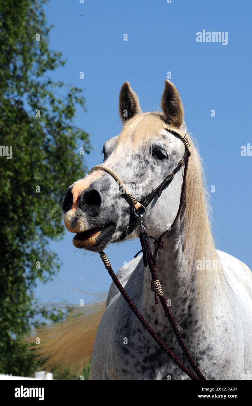 American Quarter Horse, mare, 27 anni / grigio, briglia bitless Foto Stock