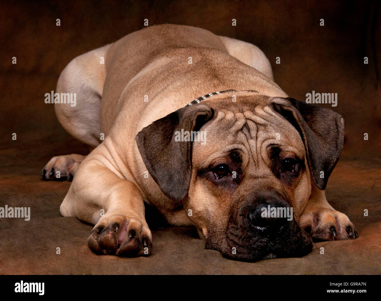 Razza cane, cane maschio Foto Stock