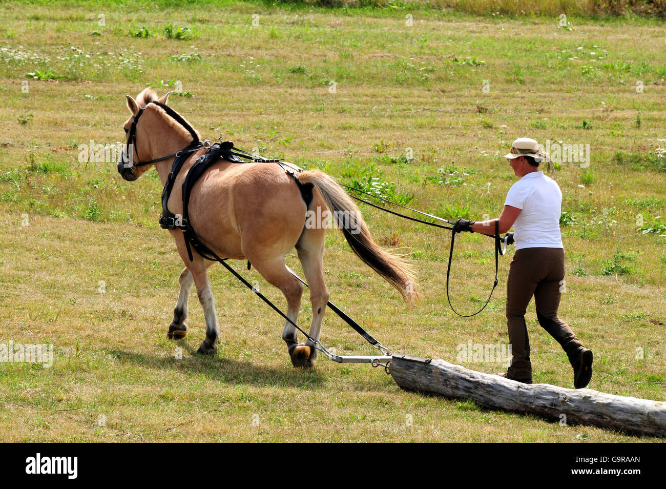 Uomo con norvegese cavallo, log-tirando la concorrenza / Sport popolari Foto Stock