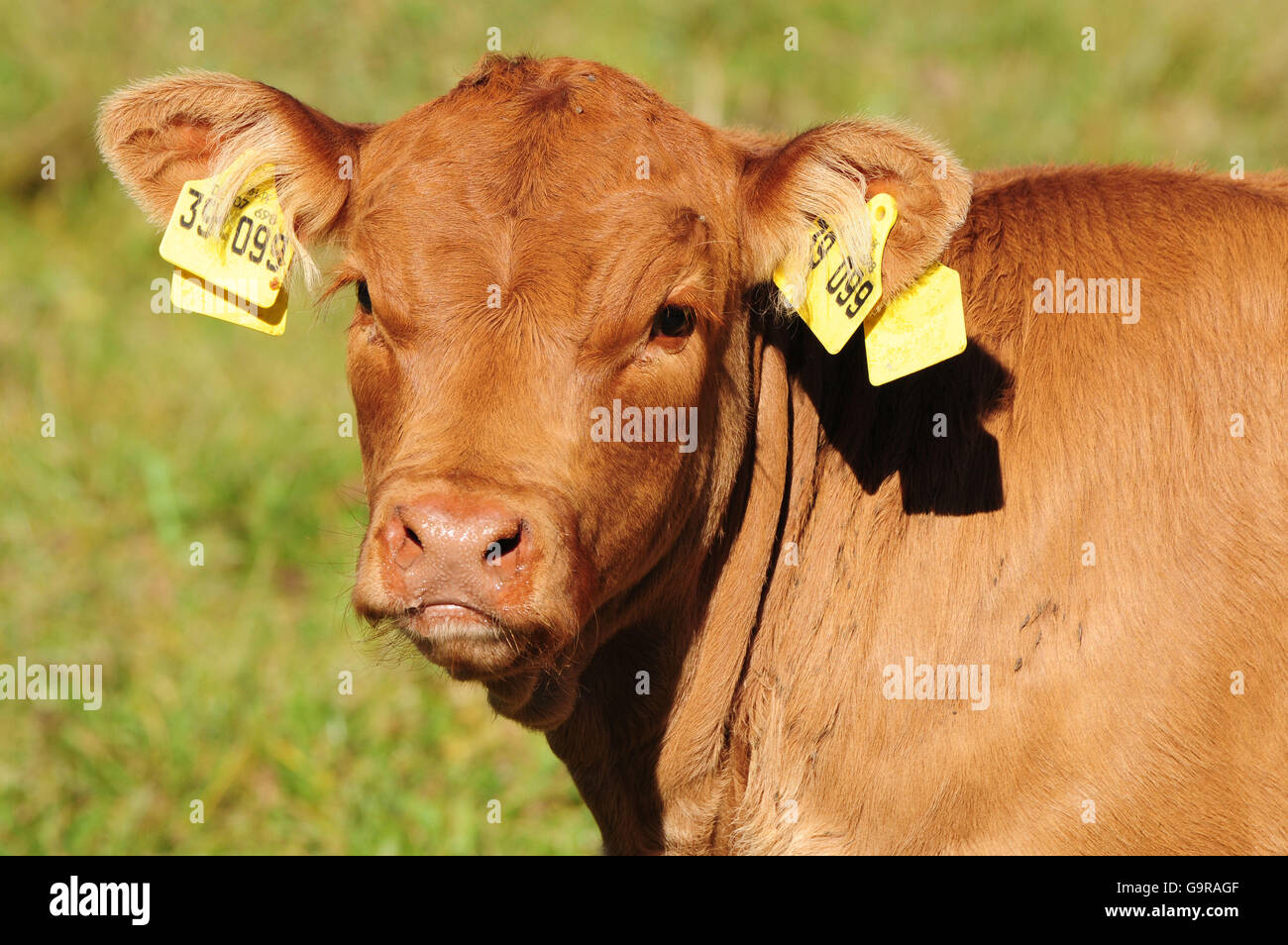 Limousin bestiame bovino e vitello / vitelli, orecchio tag, i tag all'orecchio Foto Stock