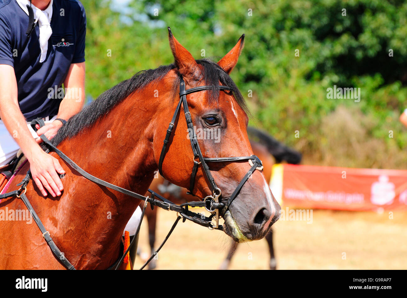 Sport Equestri, il pilota, briglia, ingranaggio tack Foto Stock