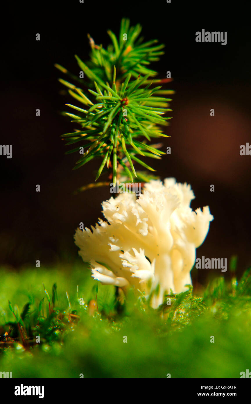 Corallo bianco fungo, Clavulina coralloides, Clavulina cristata Foto Stock