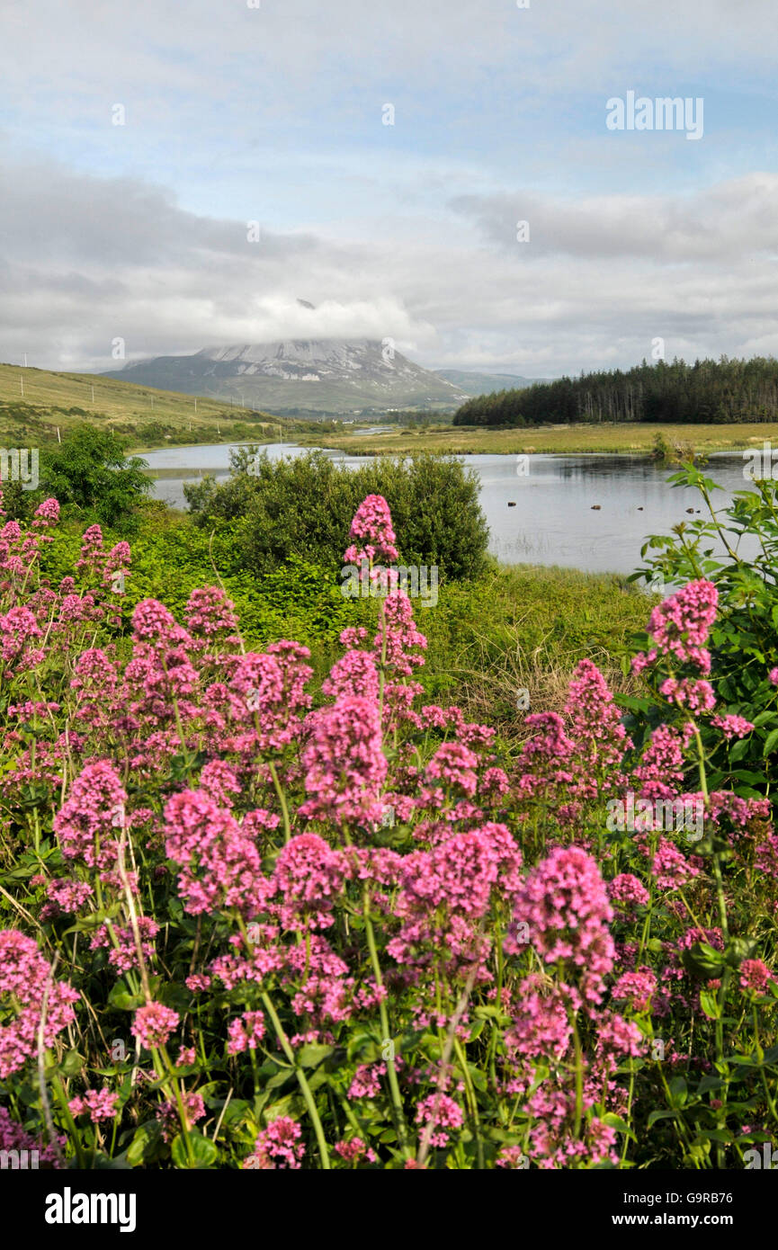 Vista di Mount Errigal da Gweedore, County Donegal, Irlanda / Clady River Foto Stock