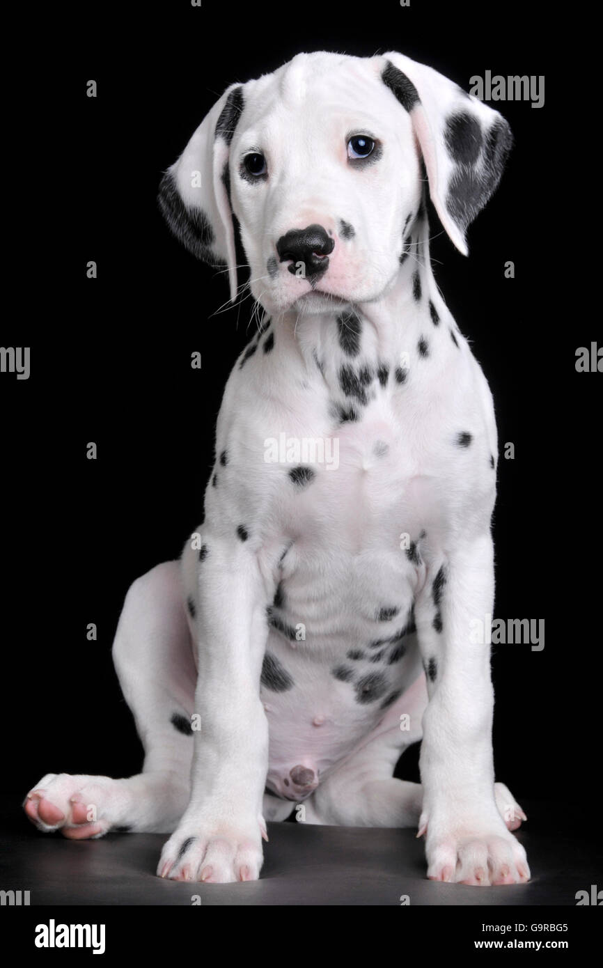 Dalmazia, cane maschio, cucciolo, 9 settimane Foto Stock