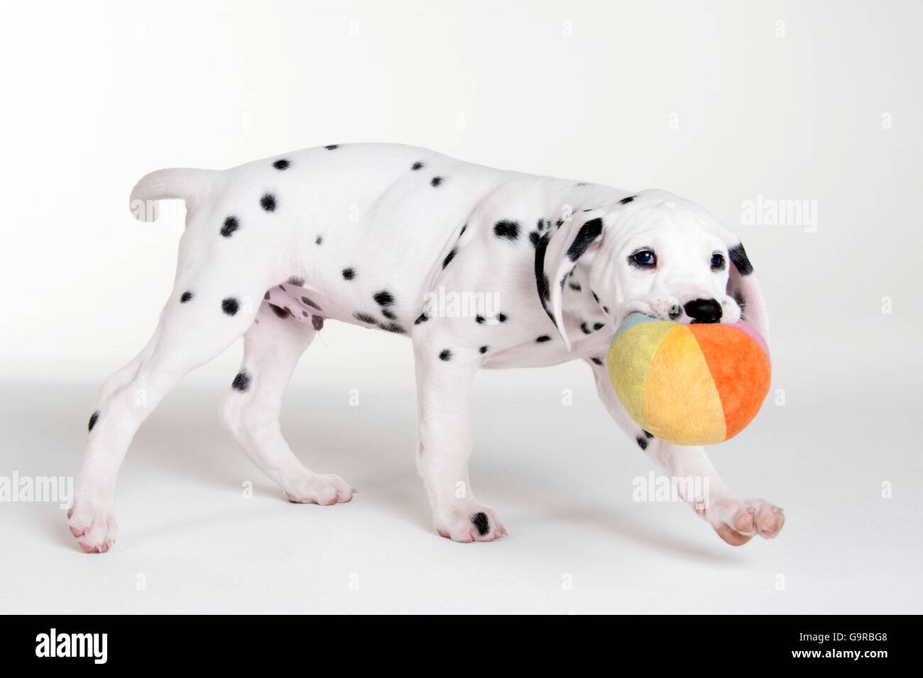 Dalmazia, cane maschio, cucciolo, 9 settimane Foto Stock