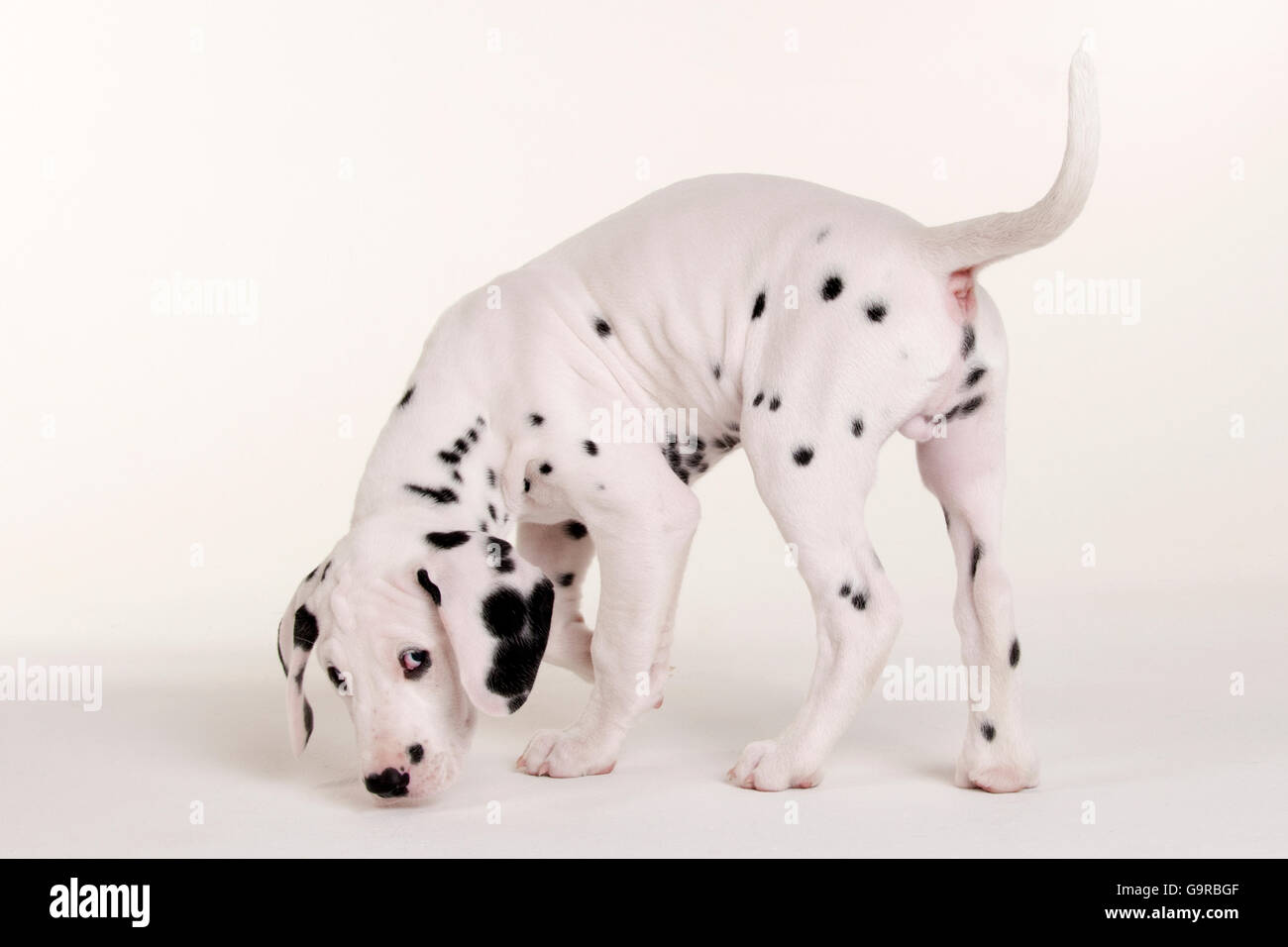 Dalmazia, cane maschio, cucciolo, 9 settimane Foto Stock