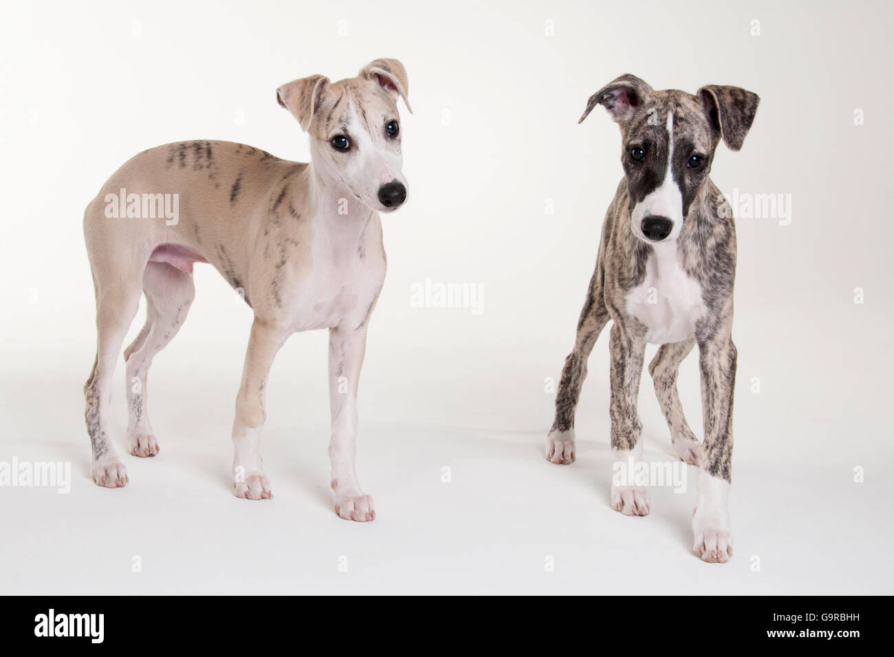 Il whippet, cuccioli e cani maschio, 12 settimane Foto Stock