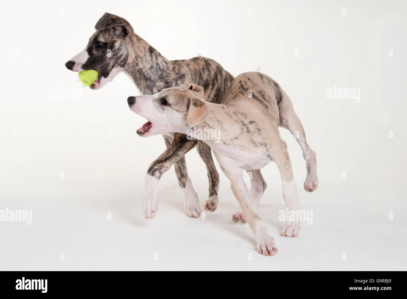 Il Whippet Cuccioli Di Cane Maschio 12 Settimane Foto Immagine