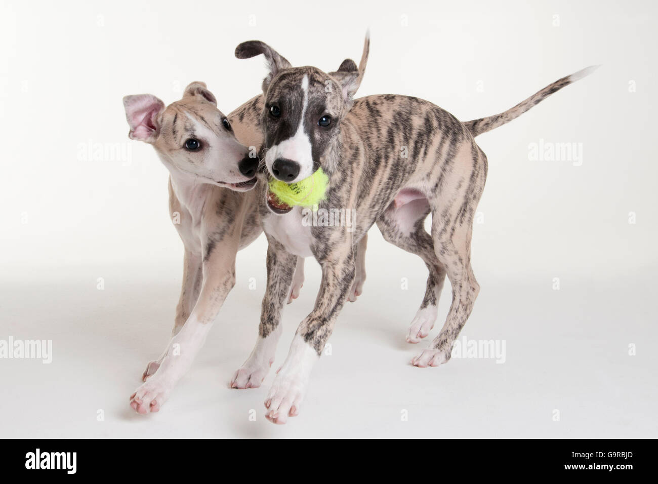 Il Whippet Cuccioli Di Cane Maschio 12 Settimane Foto Immagine