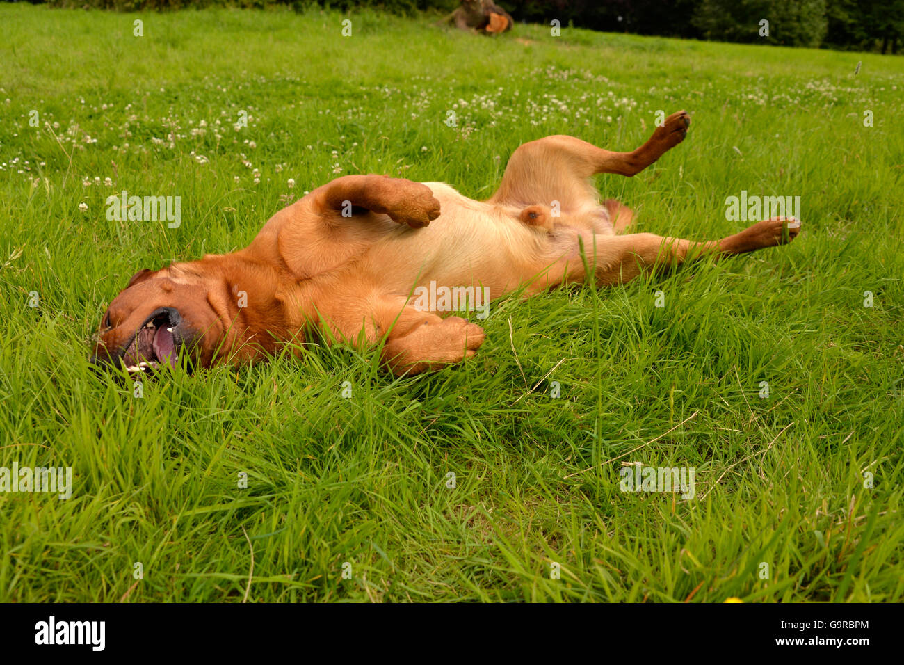 Il Labrador retriever giallo, maschio, cane adulto / fox red Foto Stock