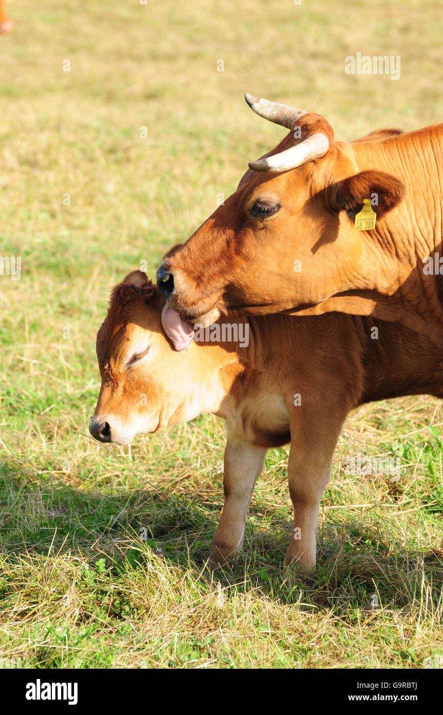 Limousin Bovini, mucca con vitello / vacca nutrice della zootecnia Foto Stock