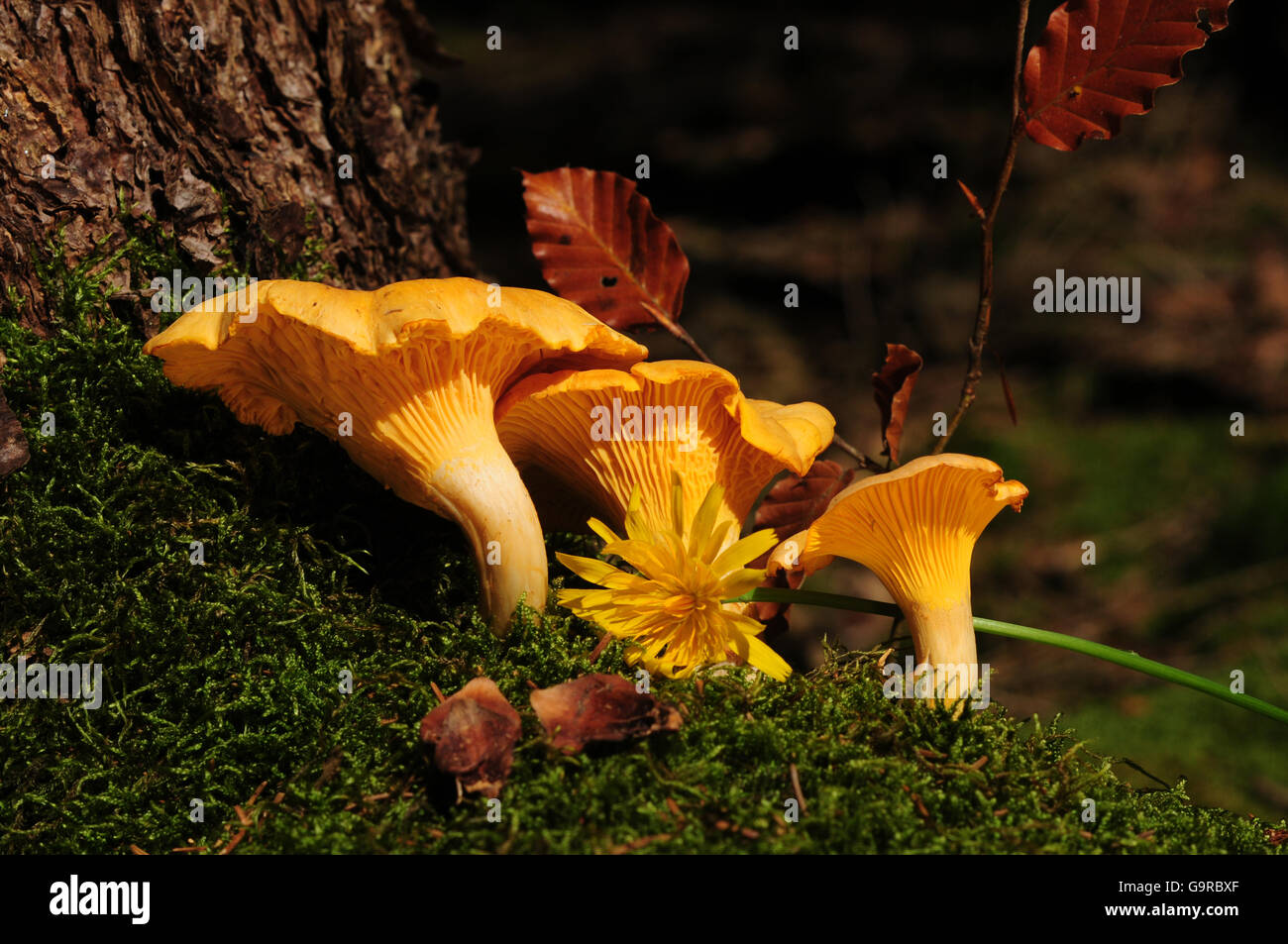 (Chanterelle Cantharellus cibarius) Foto Stock