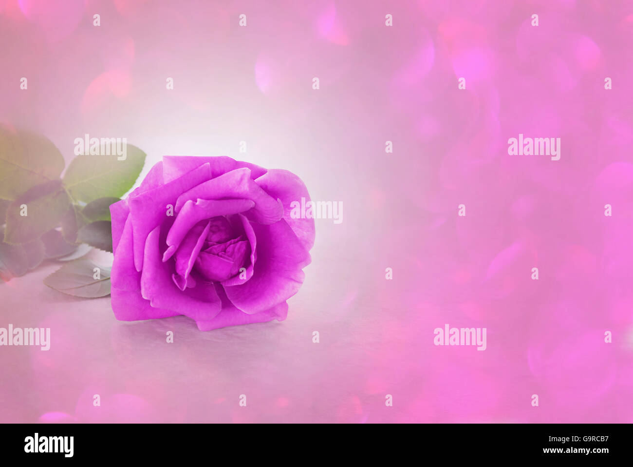 Unico viola viola rose in soft umore in pastello viola viola bpkeh rosa, romantico viola viola rosa con uno spazio vuoto per area Foto Stock