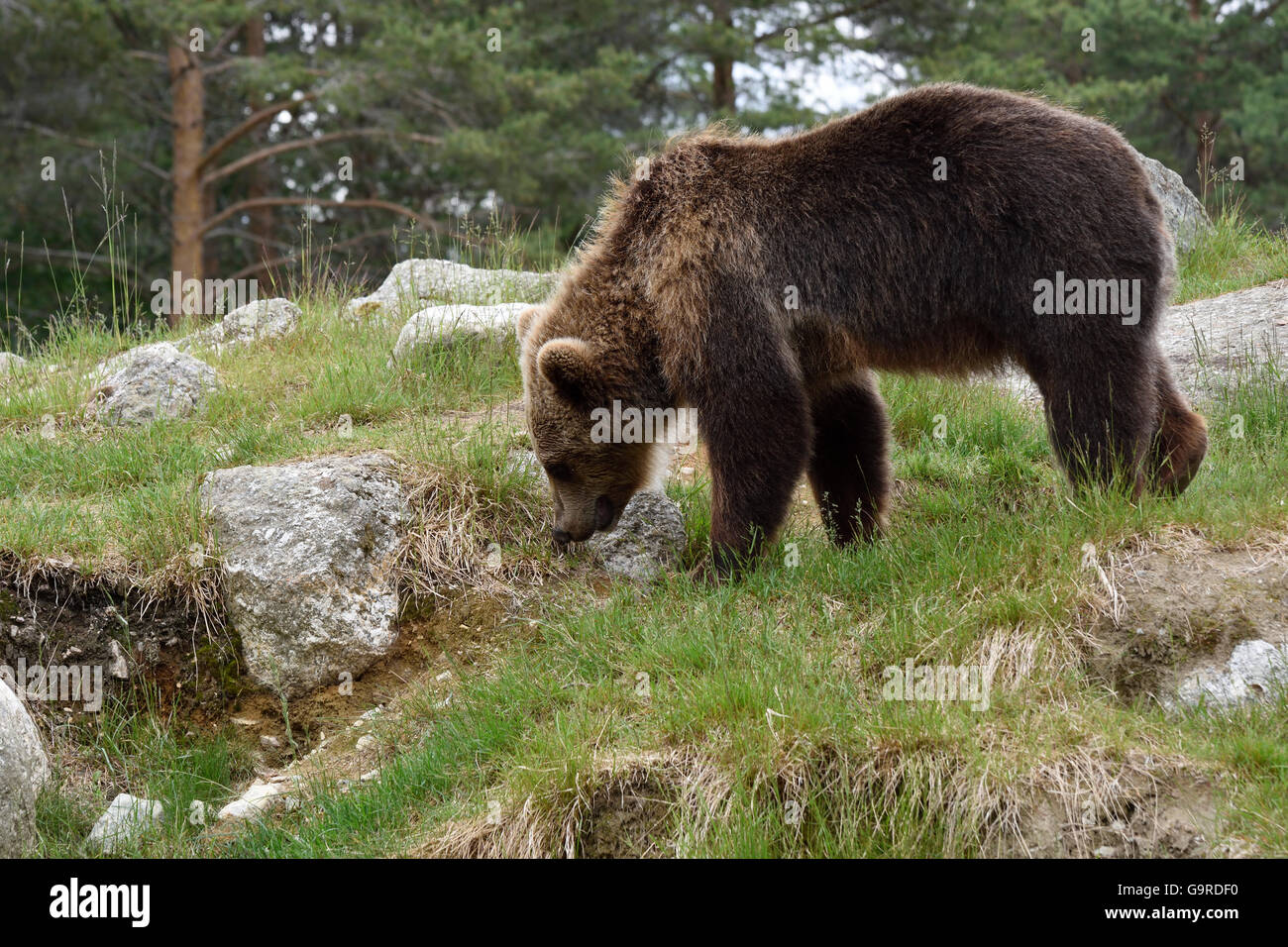 I giovani l'orso bruno (Ursus arctos) in un parco nel nord della Svezia. Foto Stock