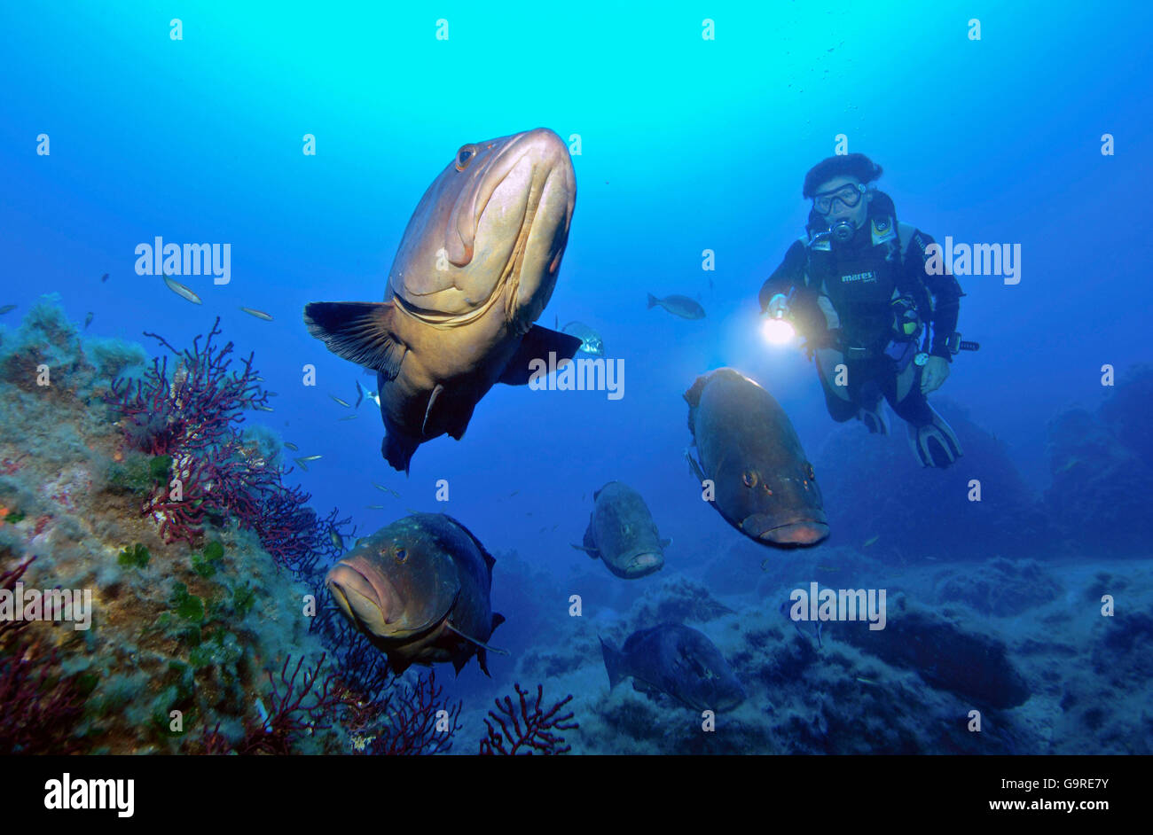 Subacqueo e Dusky cernie, isole Lavezzi, Francia / (Epinephelus marginatus) Foto Stock