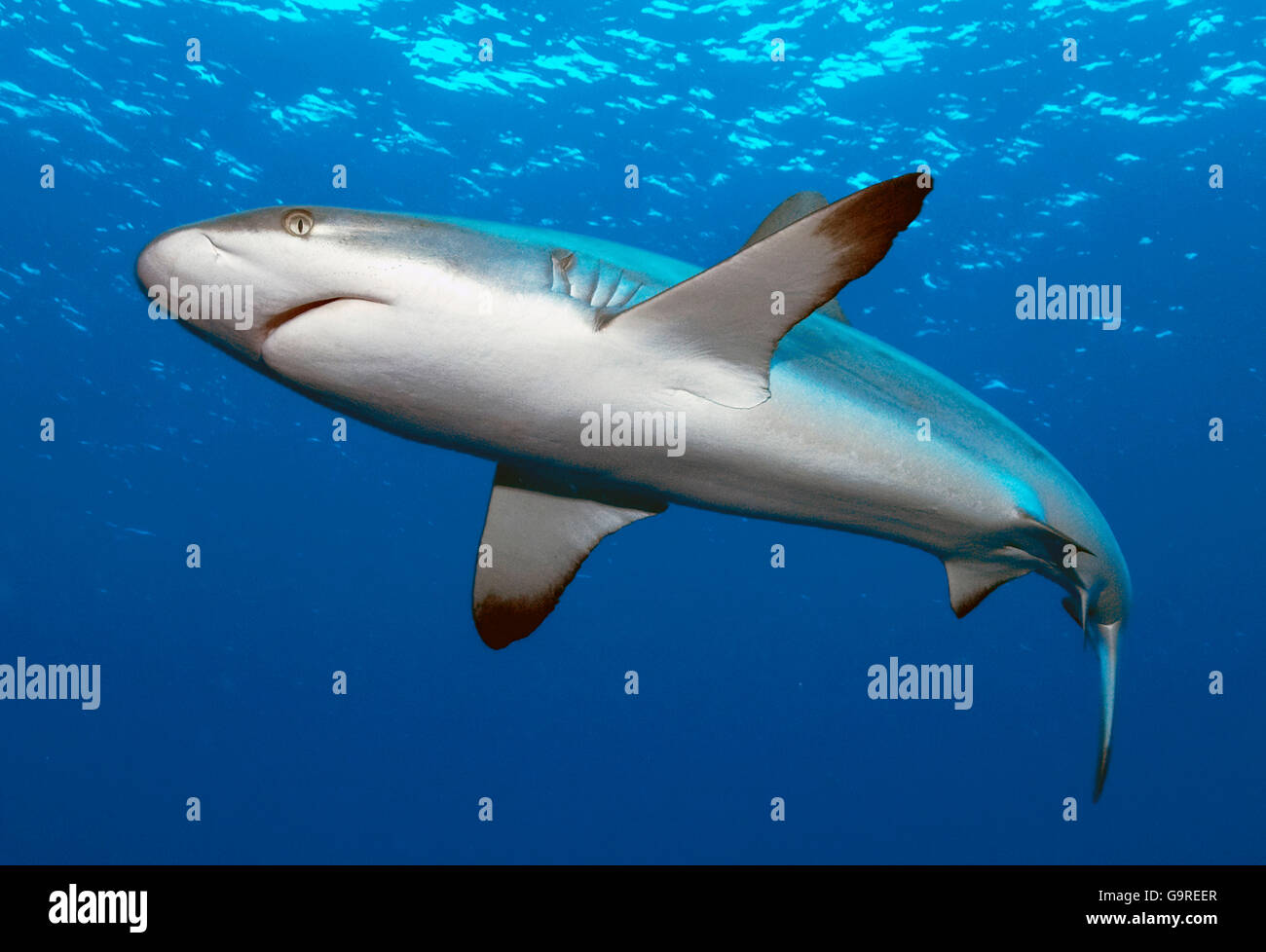 Grey Reef Shark, Yap, Micronesia / (Carcharhinus amblyrhynchos, Carcharhinus menissorah) / nero-vee Whaler, Longnose Blacktail Shark Foto Stock