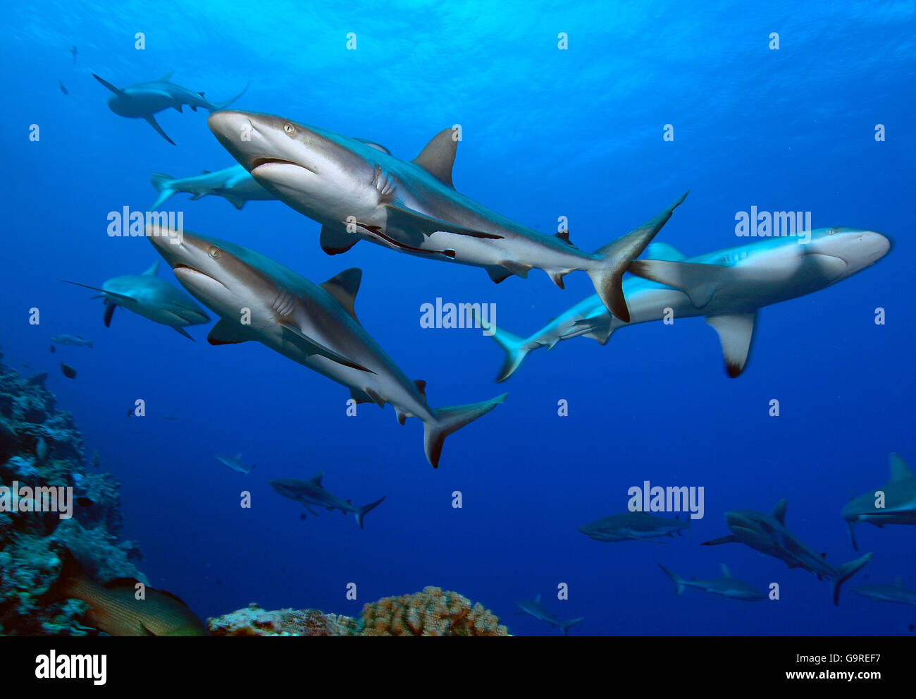 Lo squalo grigio di barriera, Yap, Micronesia / (Carcharhinus amblyrhynchos, Carcharhinus menissorah) / nero-vee Whaler, Longnose Blacktail Shark Foto Stock