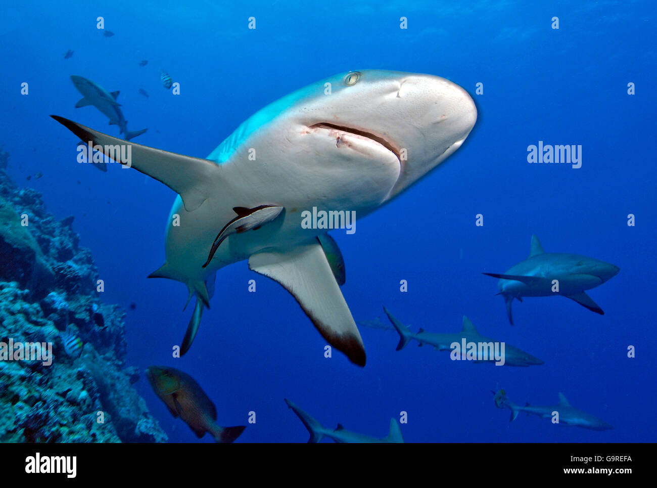 Grey Reef Shark, Yap, Micronesia / (Carcharhinus amblyrhynchos, Carcharhinus menissorah) / nero-vee Whaler, Longnose Blacktail Shark Foto Stock