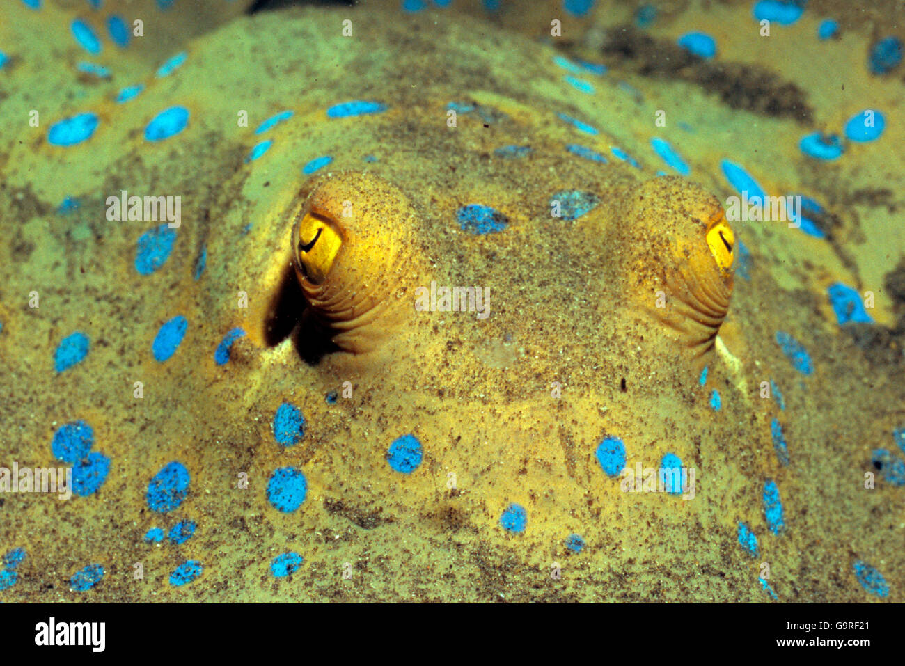 Blue Spotted Stingray, Mar Rosso / (Taeniura lymma) Foto Stock