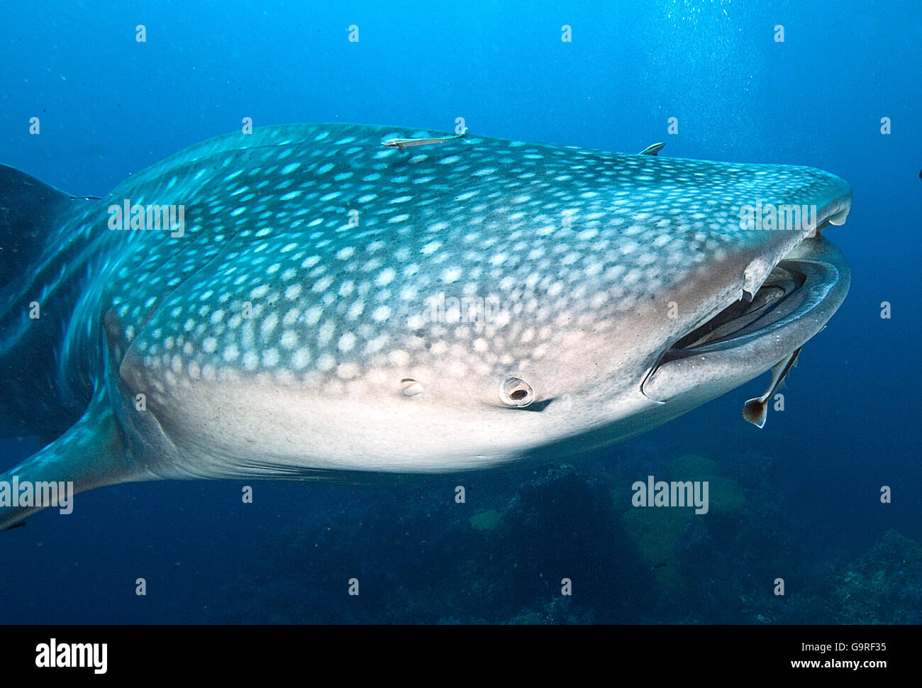 Squalo Balena / (Rhincodon typus) Foto Stock