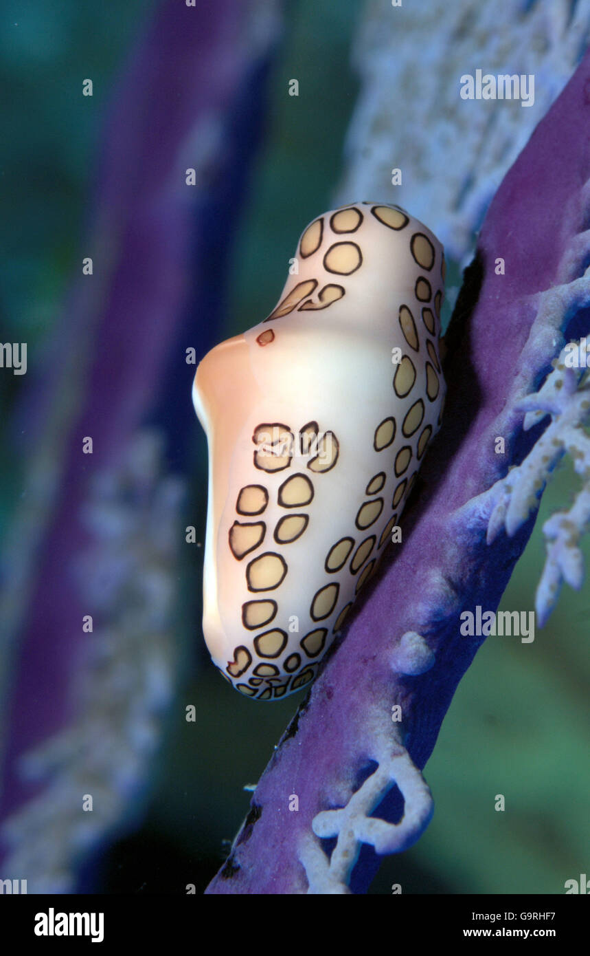 Flamingo lingua / Lumaca (Cyphoma gibbosum) Foto Stock