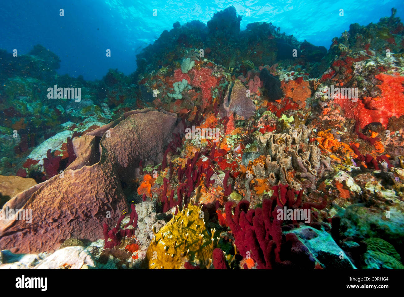 Coral reef, spugne, coralli molli, Carriacou e Petite Martinique, Grenada / Isole Sottovento Foto Stock