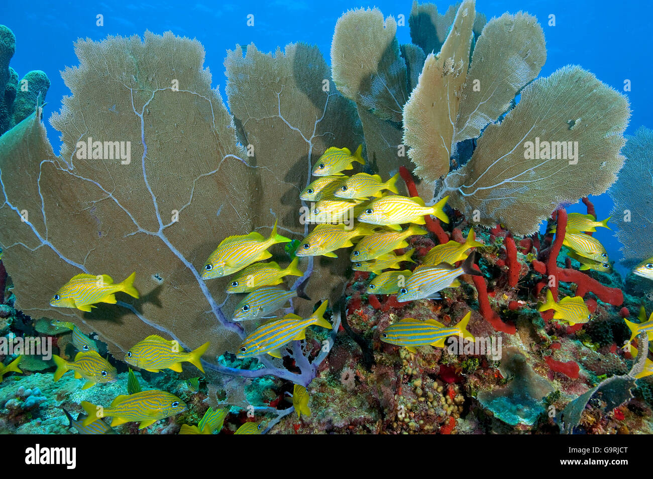 Grunt francese e dei Caraibi mare comune ventola, Caraibi, America / (Haemulon flavolineatum), (Gorgonia ventalina) Foto Stock