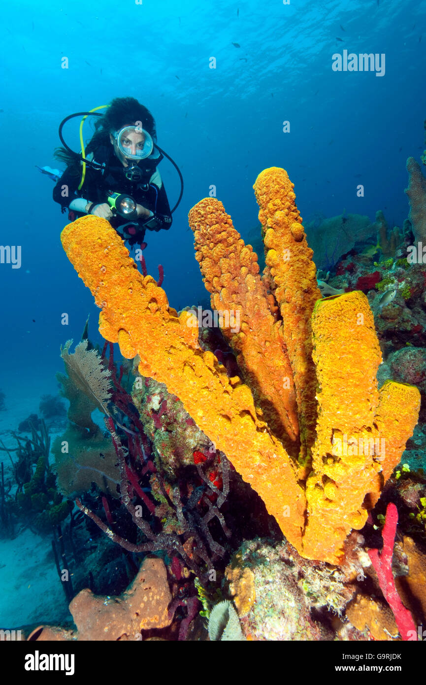 Subacqueo e tubo giallo spugna, Caraibi, America / (Aplysina fistularis) Foto Stock