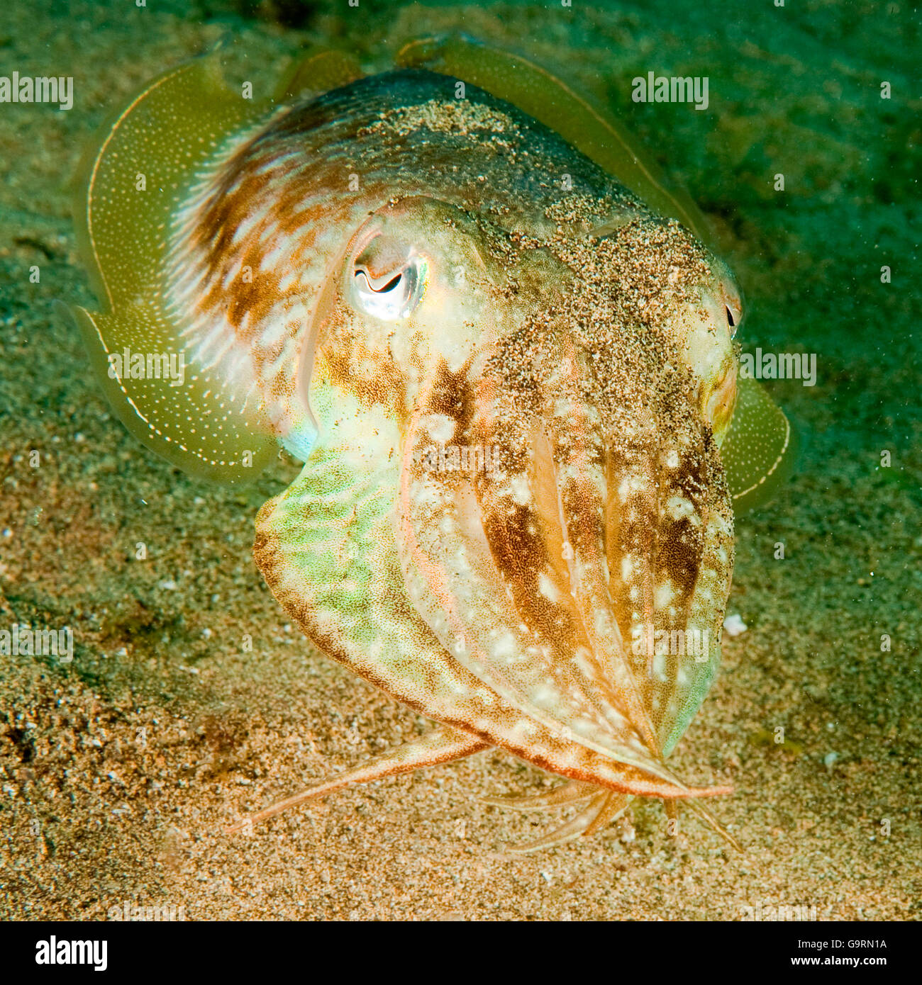 Le seppie calamari, Isole canarie, atlantico / (Sepia officinalis) Foto Stock