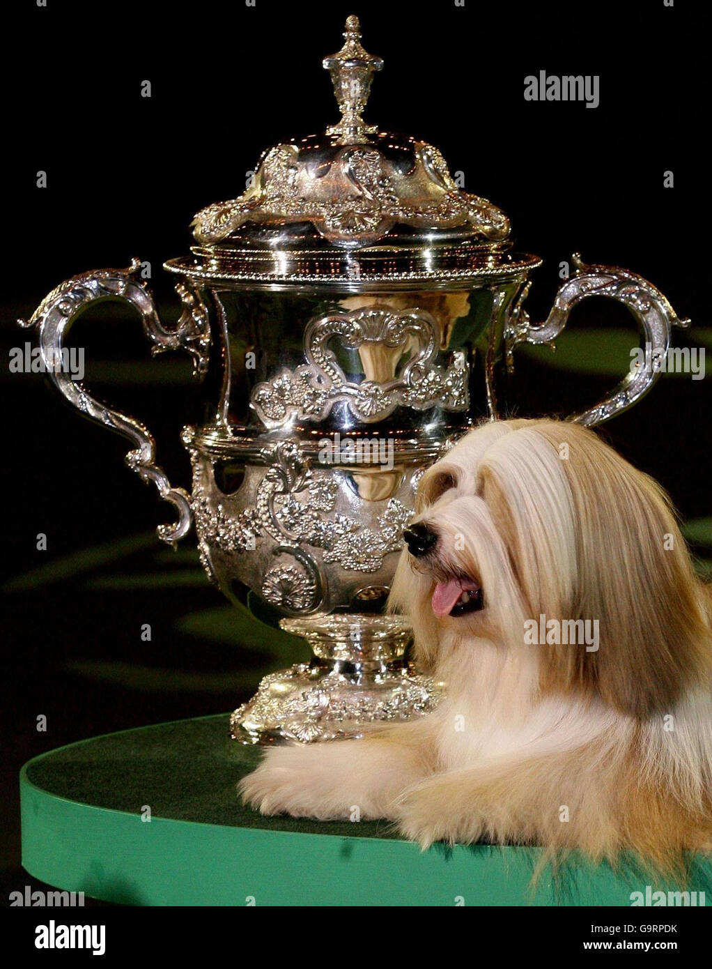 Willy, un terrier tibetano, è nominato miglior in mostra al Crufts 2007 al NEC di Birmingham. Foto Stock