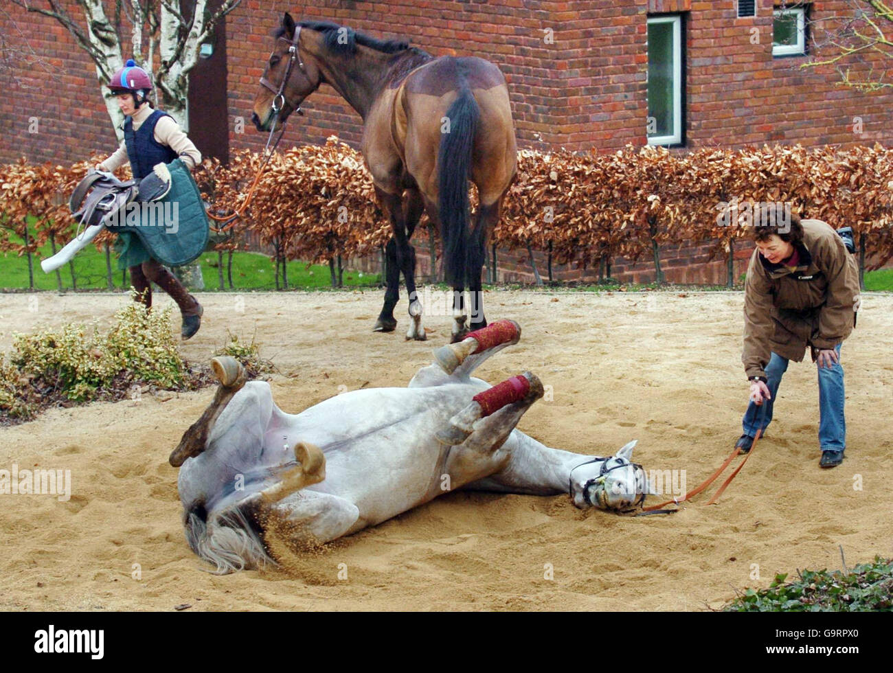 Ebaziyan guardato da Jackie Mullins ha un piacevole rotolare nella sabbia all'ippodromo di Cheltenham. Foto Stock