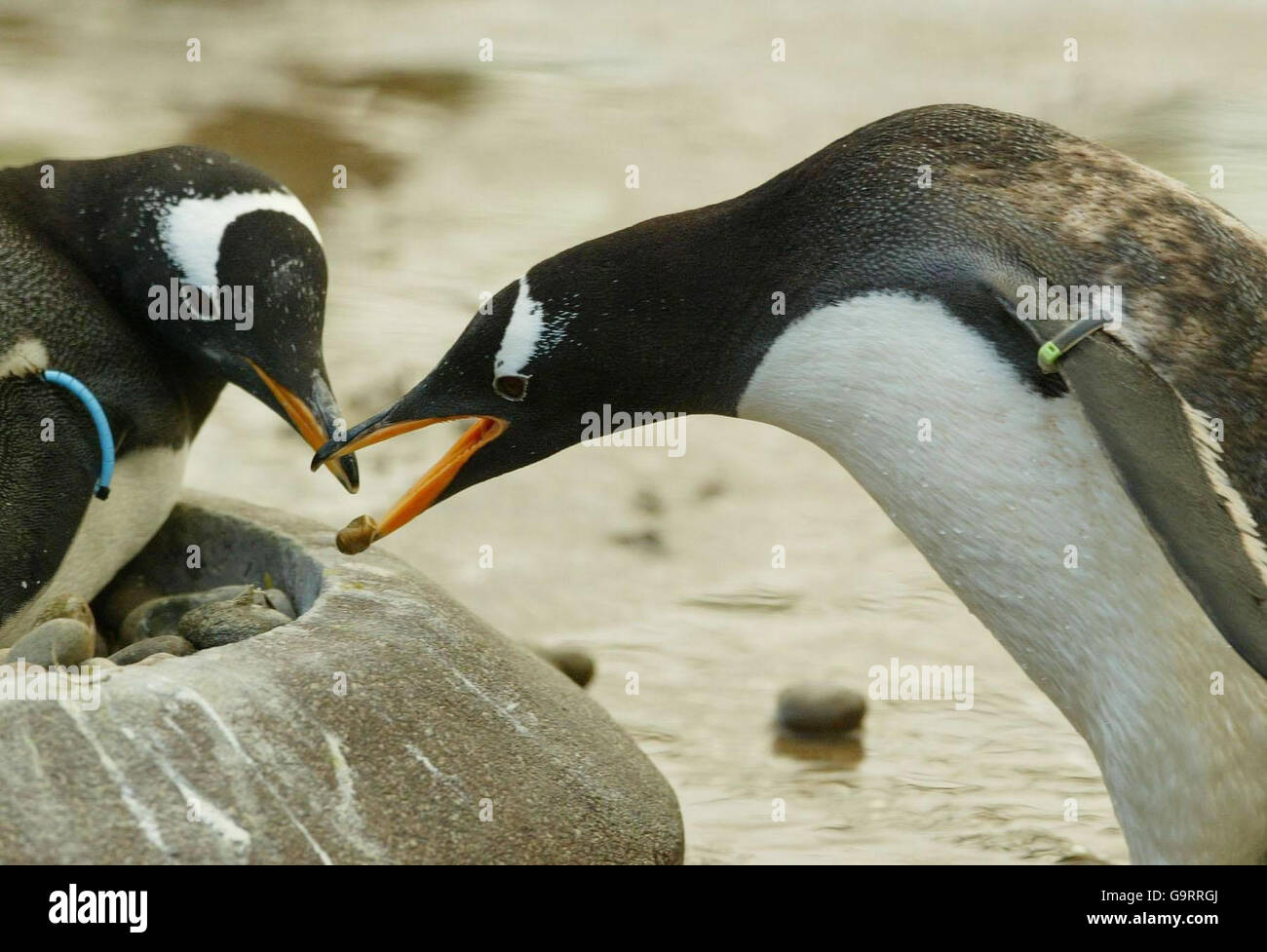 I pinguini in Edinburgh Zoo Foto Stock