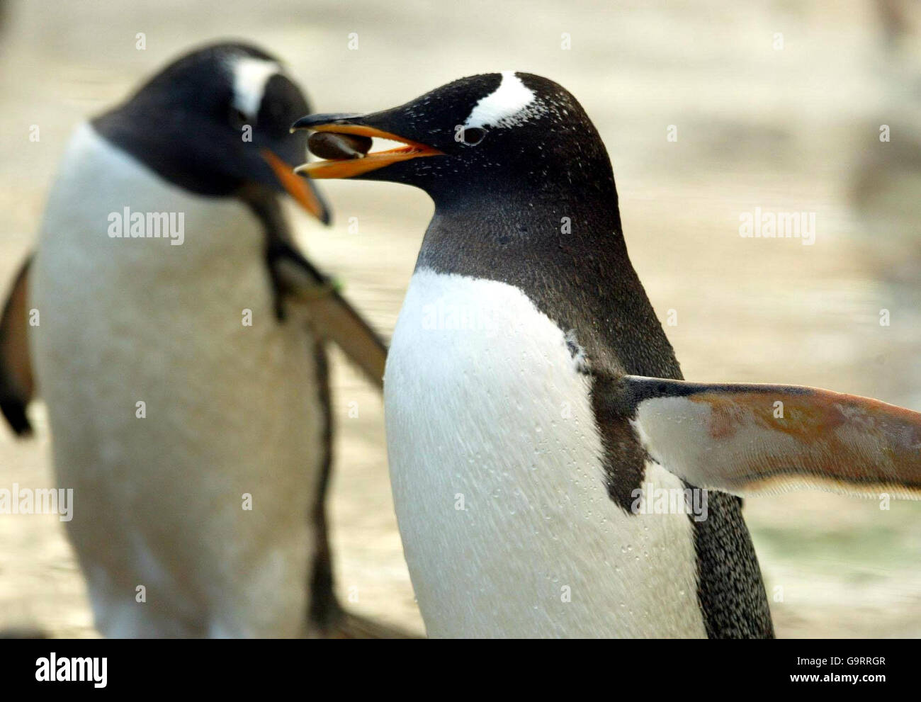 I pinguini in Edinburgh Zoo Foto Stock