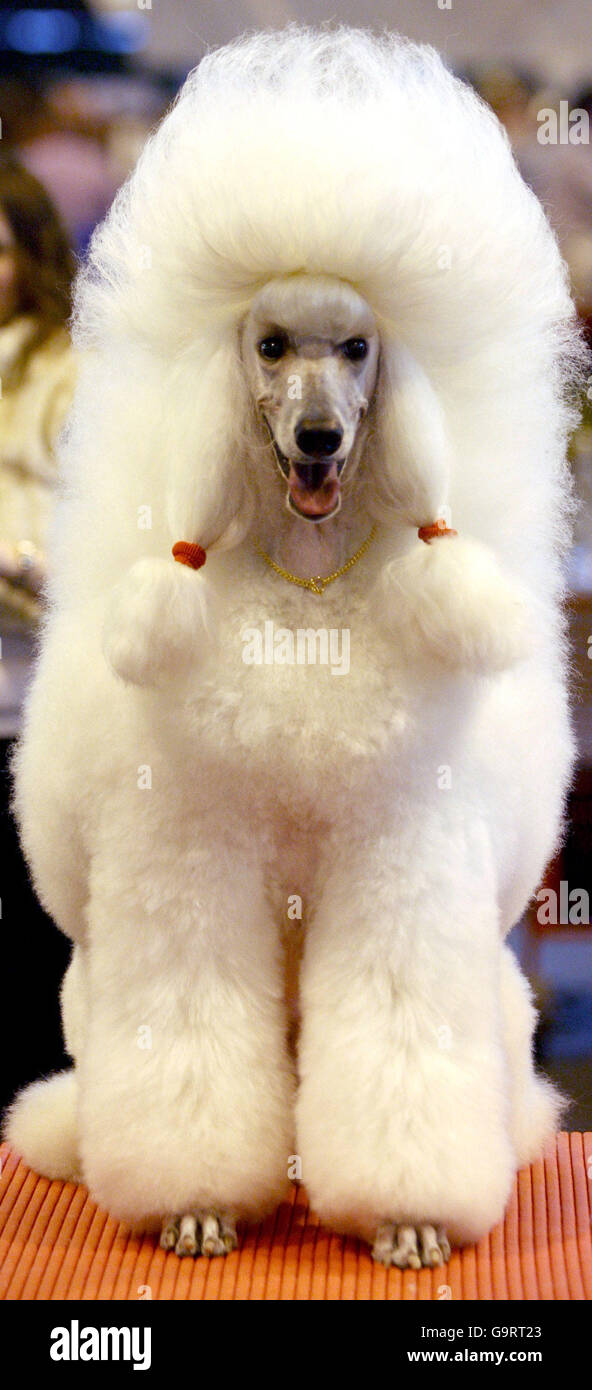 Crociere. Sara, un barboncino standard di quattro anni, è stato curato prima di essere esposto al Crufts 2007 presso il NEC di Birmingham, Foto Stock