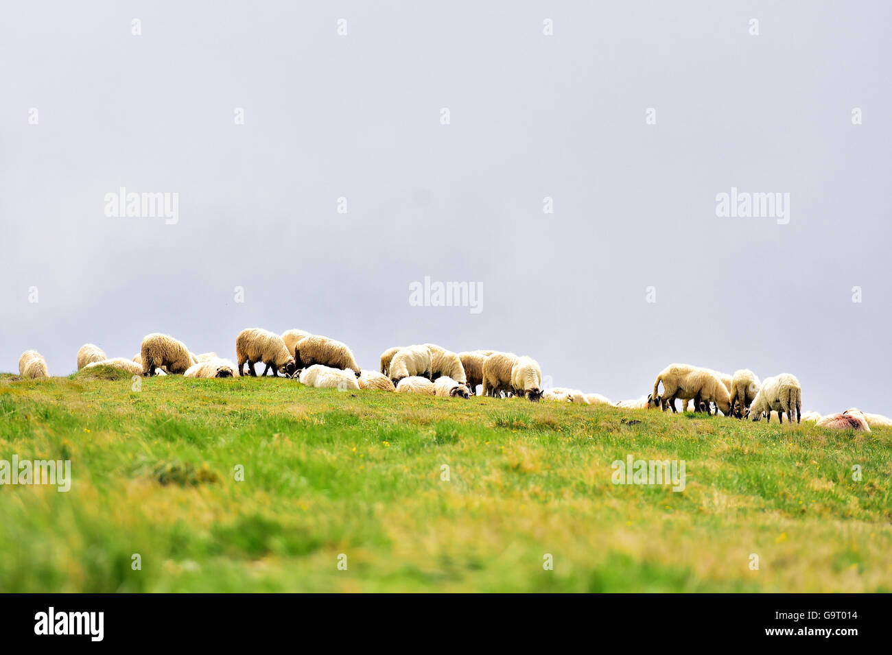 Pecore al pascolo in alta montagna sul pascolo alpino Foto Stock