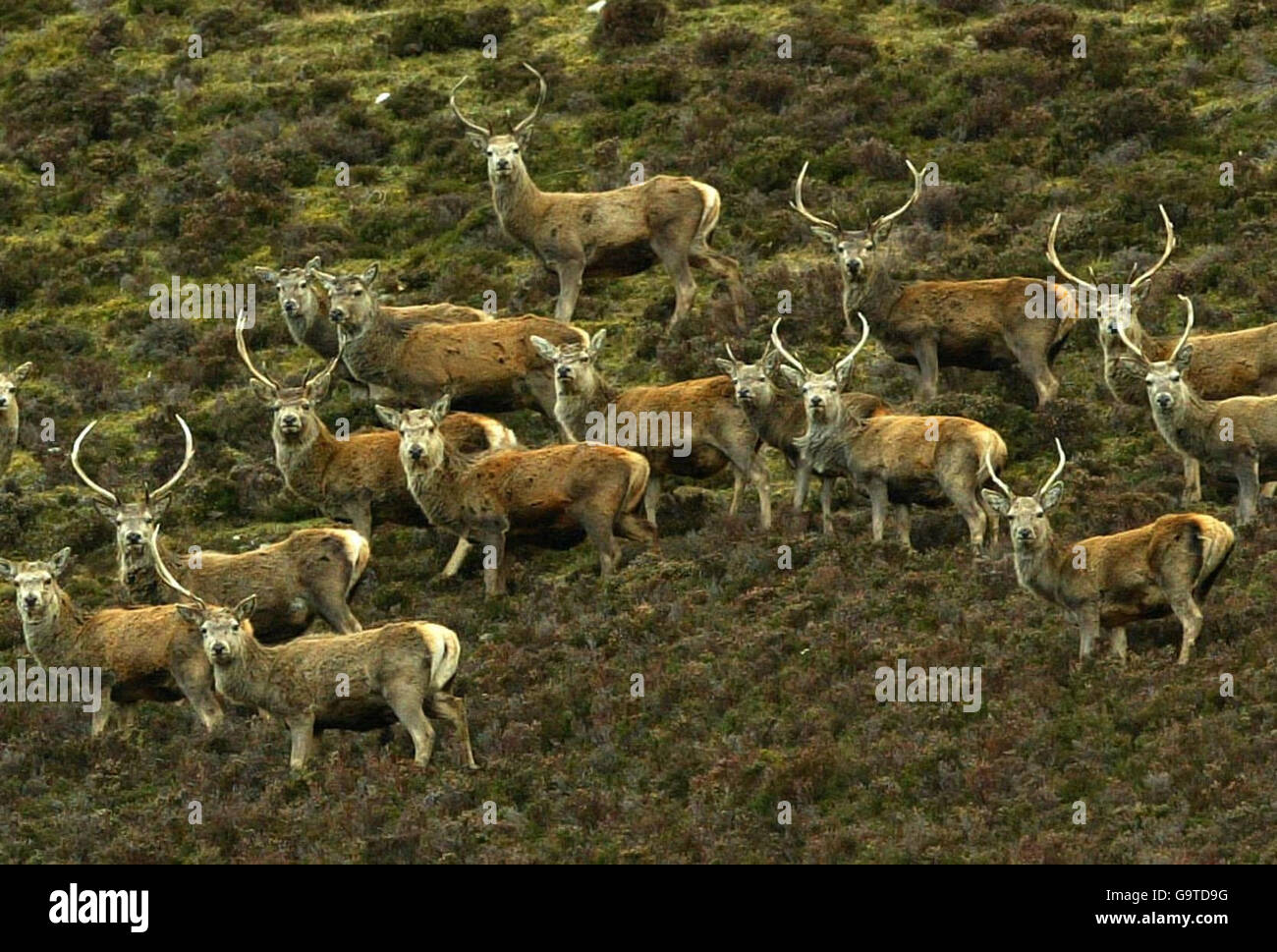 Una mandria di cervi selvatici nelle colline vicino a Braemar, Scozia. Foto Stock