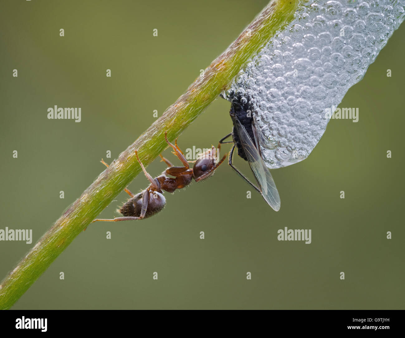 Una Formica ispezionando un fly catturati nel cuculo allo spiedo, Philaenus Spumarius, sullo stelo in Lancashire, Regno Unito Foto Stock