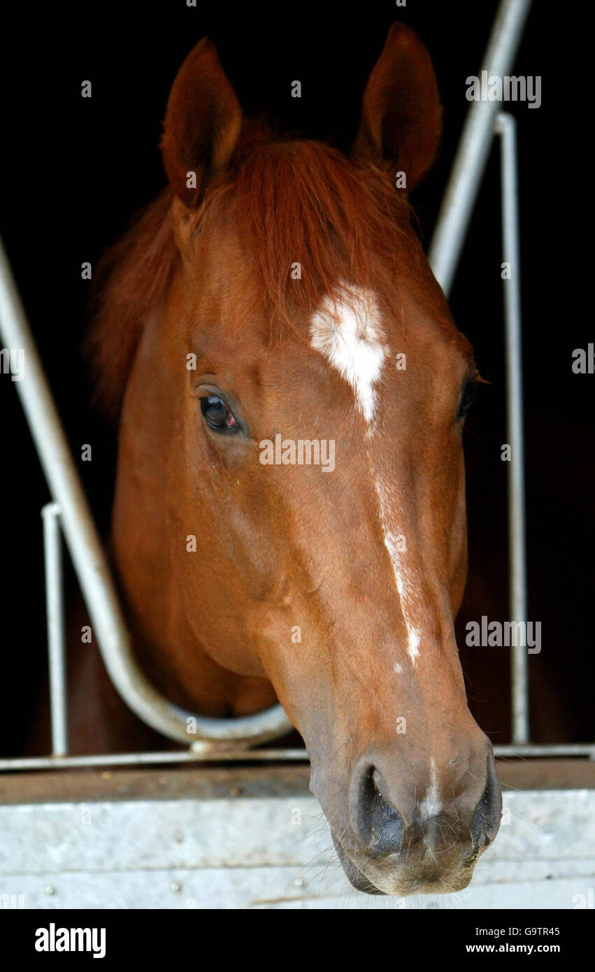 Horse Racing - Visita stalla Newmarket. Arte olandese al Peter Chapple-Hyam Stables, Newmarket, Suffolk. Foto Stock