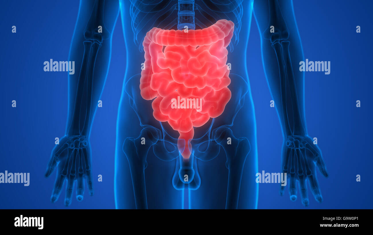 Apparato Digestivo umano grande e piccolo intestino anatomia Foto stock