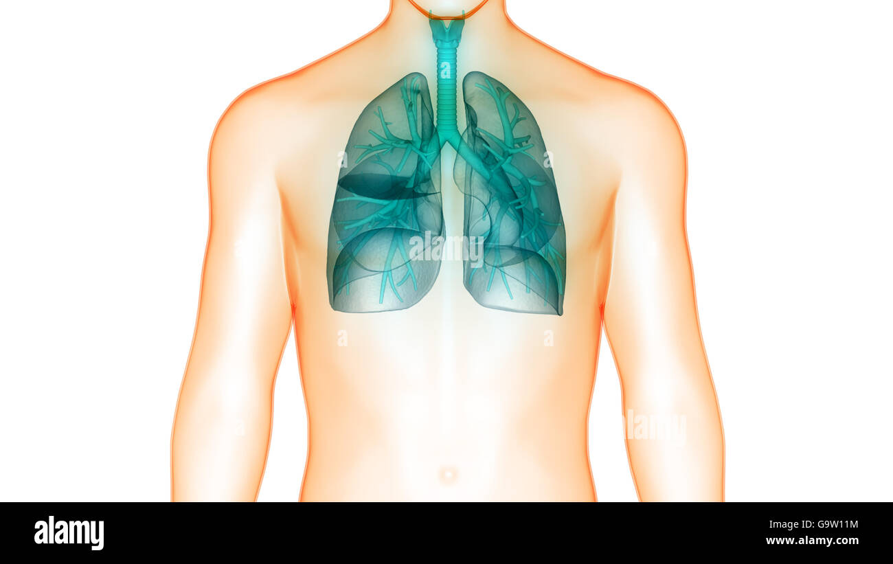 Organi del corpo umano (polmoni Anatomia) Foto Stock